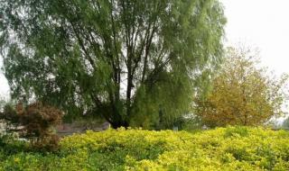 武汉汉口江滩公园