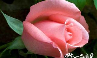 送几朵玫瑰花的含义