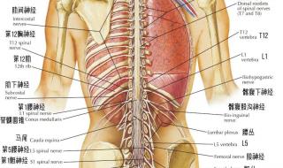 五脏六腑的六腑指的是什么 五脏六腑器官分布图