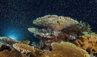 2021年1月,我国什么动物灭绝了 2021宣布灭绝的动物