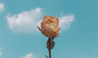 眼前人心上人电视剧