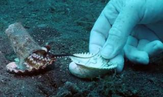 章鱼拆贝壳当房门 章鱼拆贝壳当房门