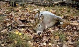 我的世界现实版僵尸 我的世界现实版僵尸